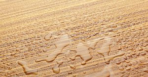 moisture resistant plywood
